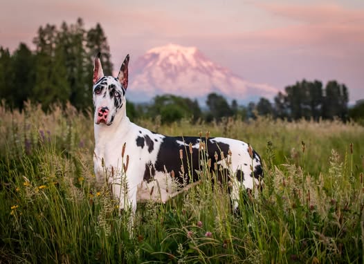 Great Dane portrait in a field with mount tahoma in the back ground.